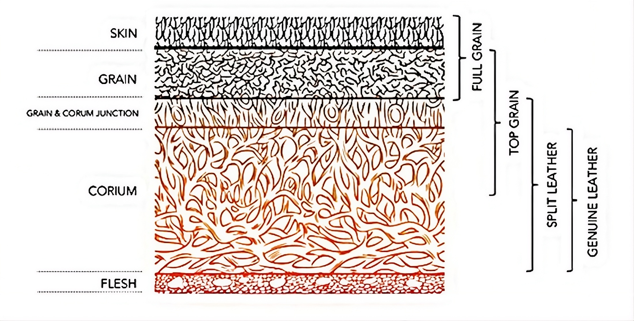 A side view of a hide showing where the different leather grades are processed from.